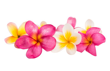 frangipani flower isolated © ksena32