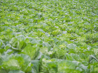 Fototapeta na wymiar Abstract pattern or background of lettuce field.