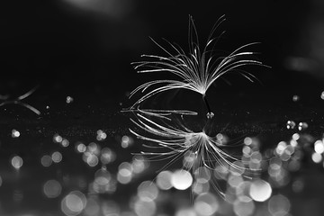 dandelion seeds black background concept lightness