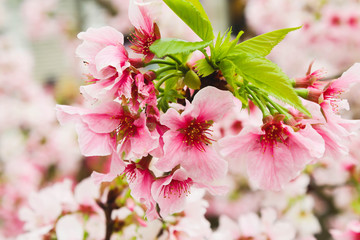 Macro of Group Blossom pink sakura in the garden