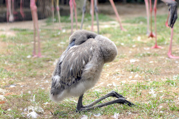 Pulcino di fenicottero