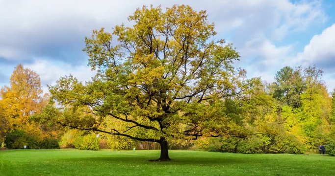 Oak tree on a Sunny autumn day. timelapse
