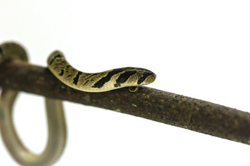 banded kukri snake (Oligodon fasciolatus)