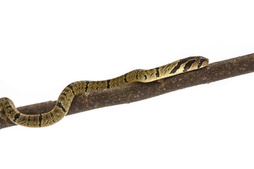 banded kukri snake (Oligodon fasciolatus)