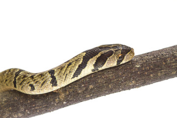 banded kukri snake (Oligodon fasciolatus)