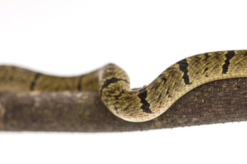 banded kukri snake (Oligodon fasciolatus)