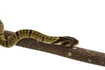 banded kukri snake (Oligodon fasciolatus)