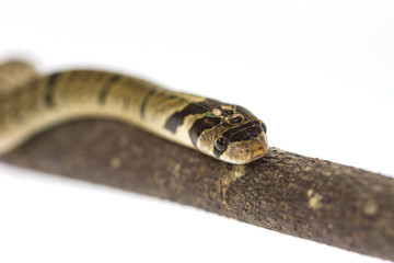 banded kukri snake (Oligodon fasciolatus)