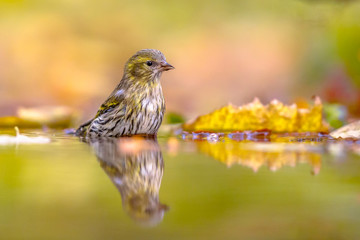 Eurasian siskin washing in water