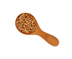 Wheat grain close up in wooden scoop on white