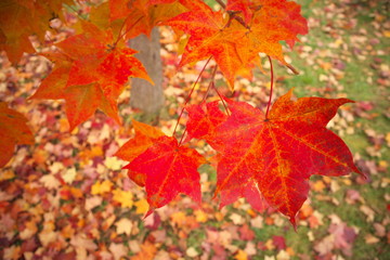 大小のカエデも葉