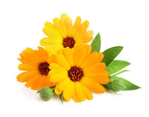 Calendula. Marigold flower with leaf isolated on white background