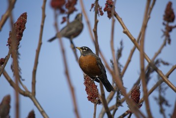 American Robin