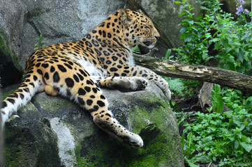 Amur Leopard