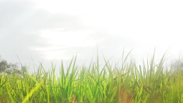 A slowmotion background image with close-up shot of grassland and sky.