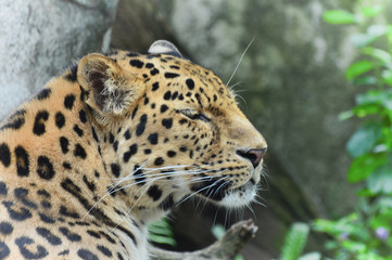 Amur Leopard