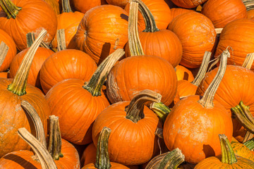 Group of small pumpkins