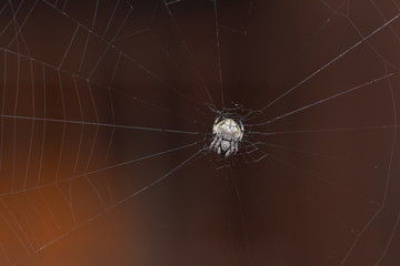 Spider on the spider web