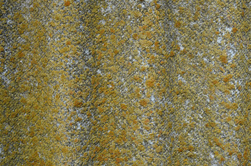 Lichen-covered old wavy slate background. Aged wavy slate with moss, lichen close-up