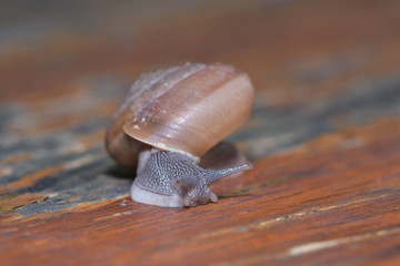 Snail, On the wood