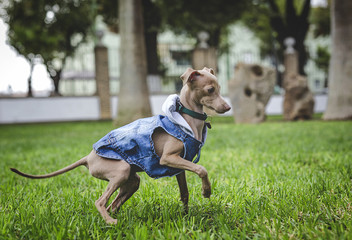 Little italian greyhound in the field