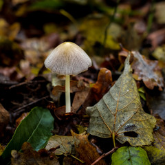 Forest harmful mushrooms, moss and leaves, autumn