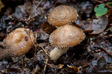 Forest edible mushrooms, moss and leaves, autumn