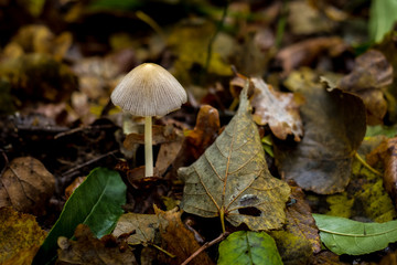 Forest harmful mushrooms, moss and leaves, autumn
