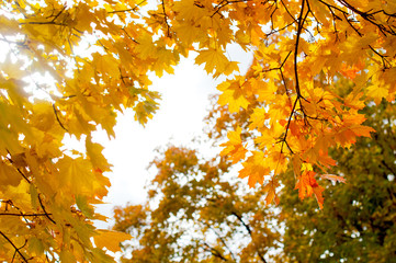 texture of autumn leaves and branches, autumn concept, seasonality