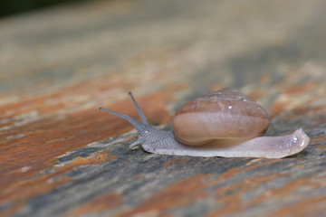 Snail, On the wood