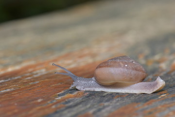 Snail, On the wood
