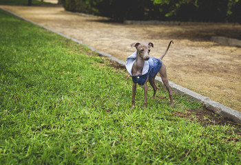 Little italian greyhound in the field
