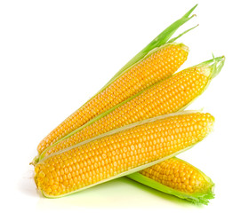 ear of corn isolated on a white background