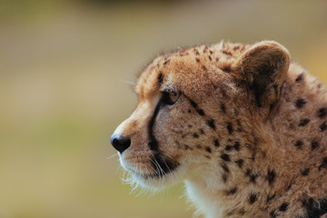 Cheetah