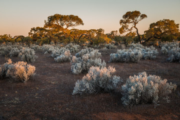 South Australian outback Landscape at sunset