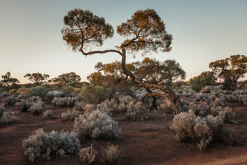 South Australian outback Landscape at sunset