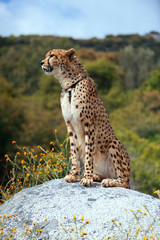 Cheetah - 176725911