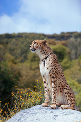 Cheetah