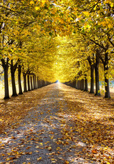 Fototapeta premium Autumn alley with yellow leaves from Tuscany, Italy. Image orientation: portrait