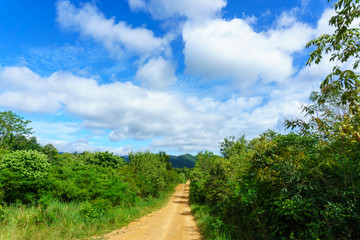 Fototapeta na wymiar small rural dirt road and tree pathway in the jungle with blue sky and cloud at national park in sunny day.