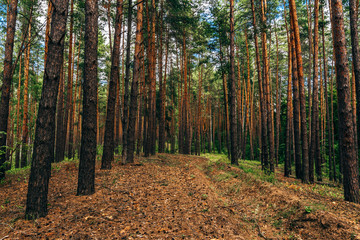 Dirt road covered with pine needles in woodland.