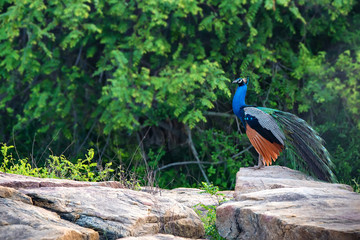 Fototapeta premium Peacock or Pavo cristatus