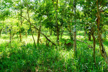 Fototapeta premium tree in the forest in national park of thailand.