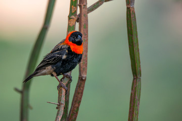 Southern Red Bishop or Euplectes orix