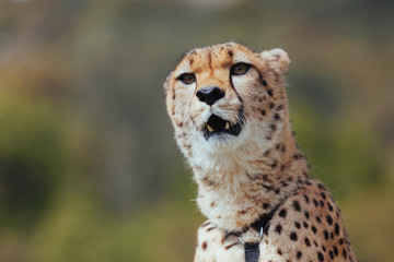 Cheetah