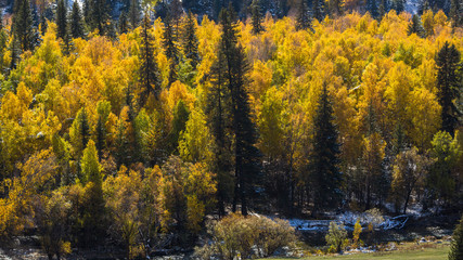 Autumn yellow forest in the Altay Mountains, Russia.