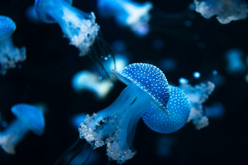 Obraz premium little jellyfish in the dark cold ocean. wild marine life scene with little jellyfish animals in aquarium 