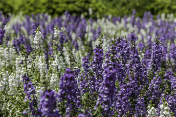 Purple and white flowers mixed on garden bed in sunlight with green bushes on background