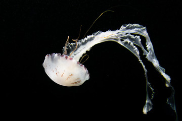Naklejka premium amakusa jellyfish, majestic ocean animal from Tenerife oceanarium