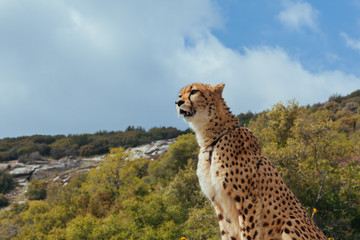Cheetah
